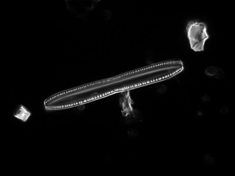 Nitzschia 74µm