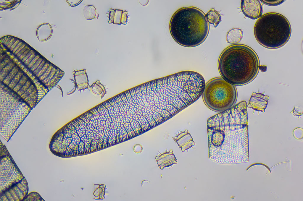 Marine Diatoms, 10 .25 plan objective, x10, brightfield, ten image stack, Nikon d810, from a slide purchased from Triarch Inc. Ripon, WI. processed using Photoshop CC.