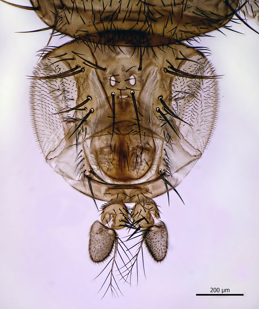 Drosophila-melanogaster,s,.jpg