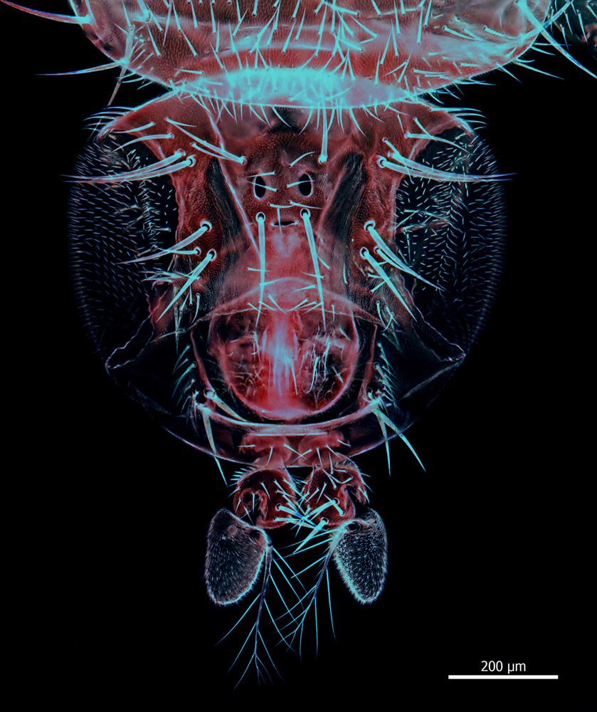 Drosophila-melanogaster-2,100x.jpg