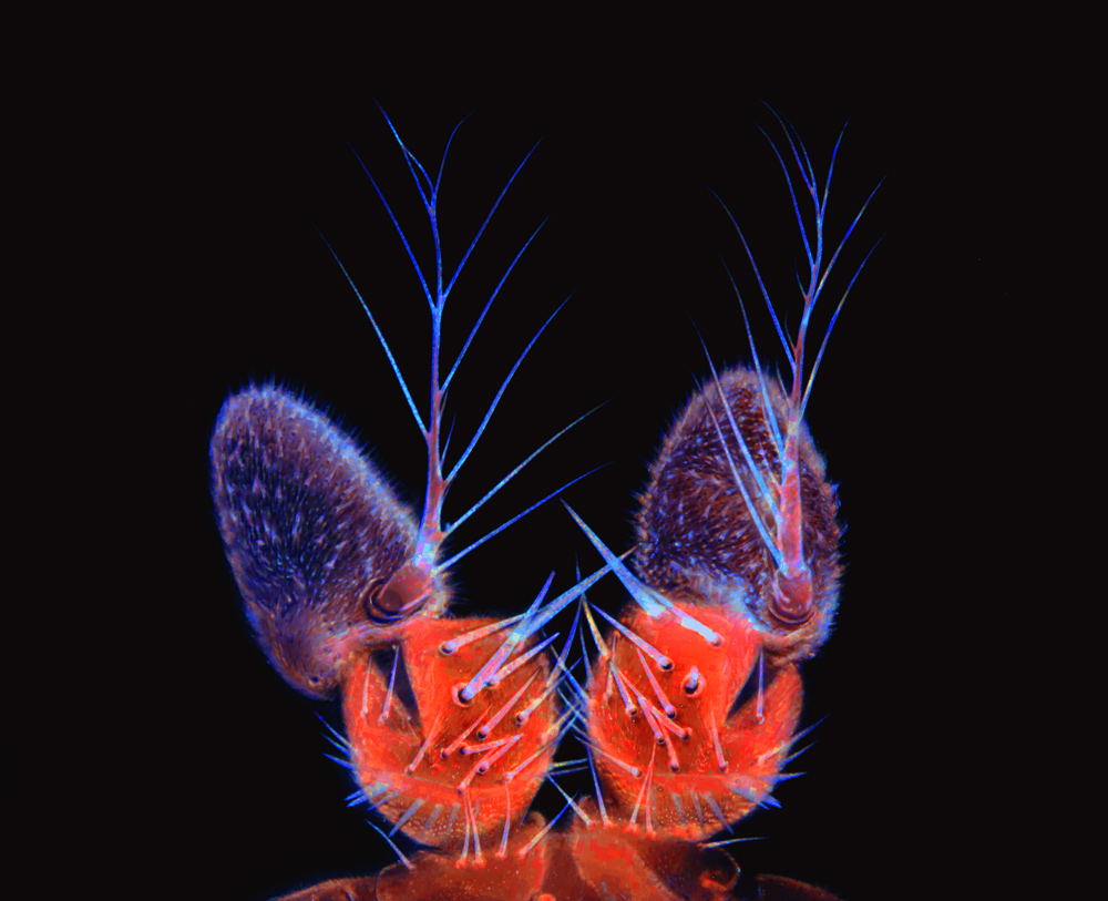Drosophila-melanogaster,2,antenna,,invert..jpg