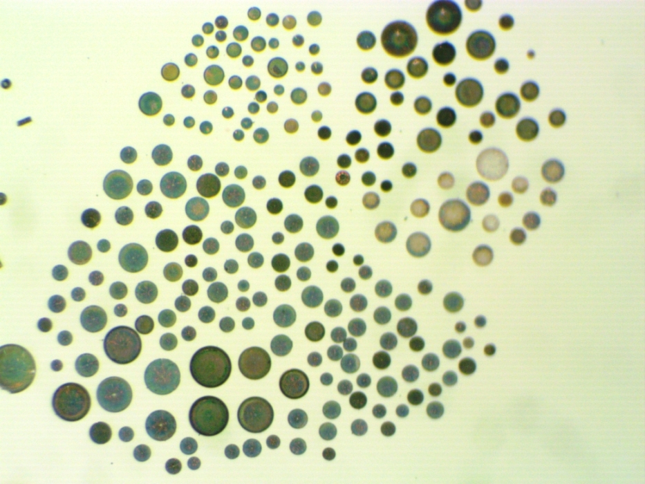 Large Coscinodiscus Centrics 75X.jpg