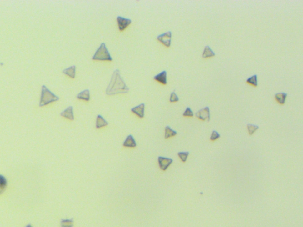 Triceratium.jpg