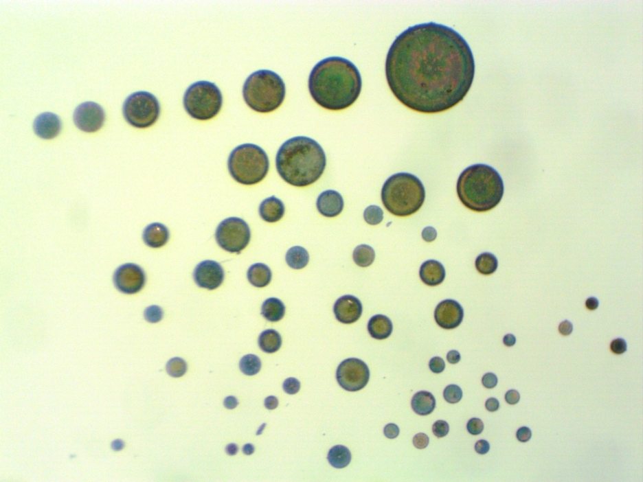 Large Coscinodiscus 105X.jpg