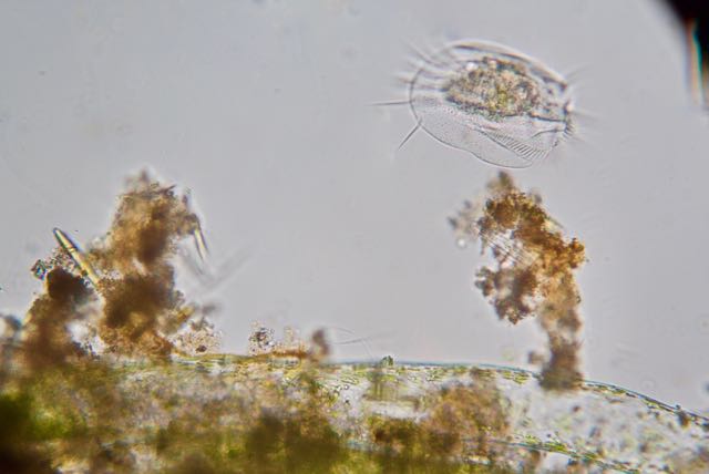 Unknown Ciliate.jpg