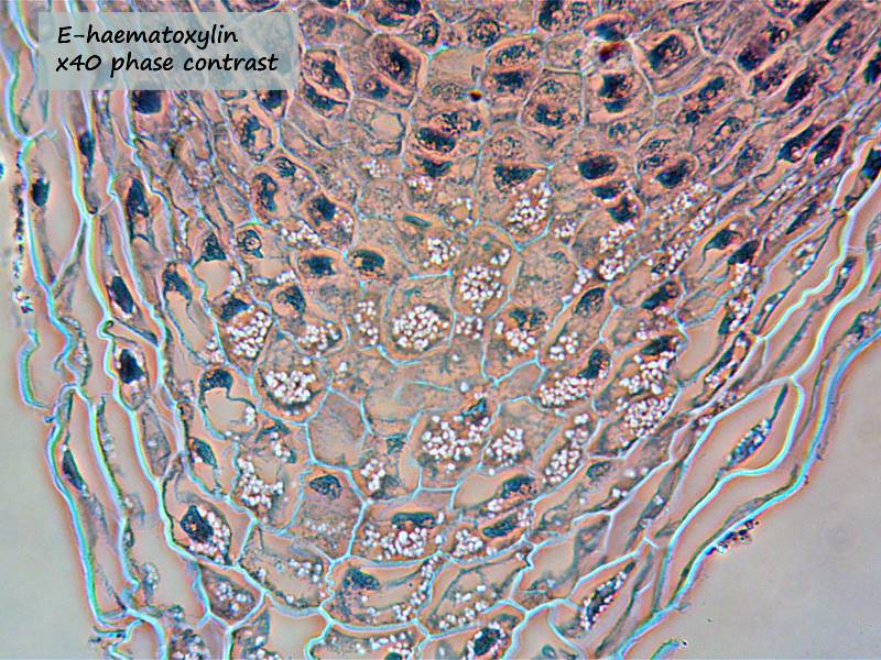 ws_part2_x40_EH_root_phase.jpg