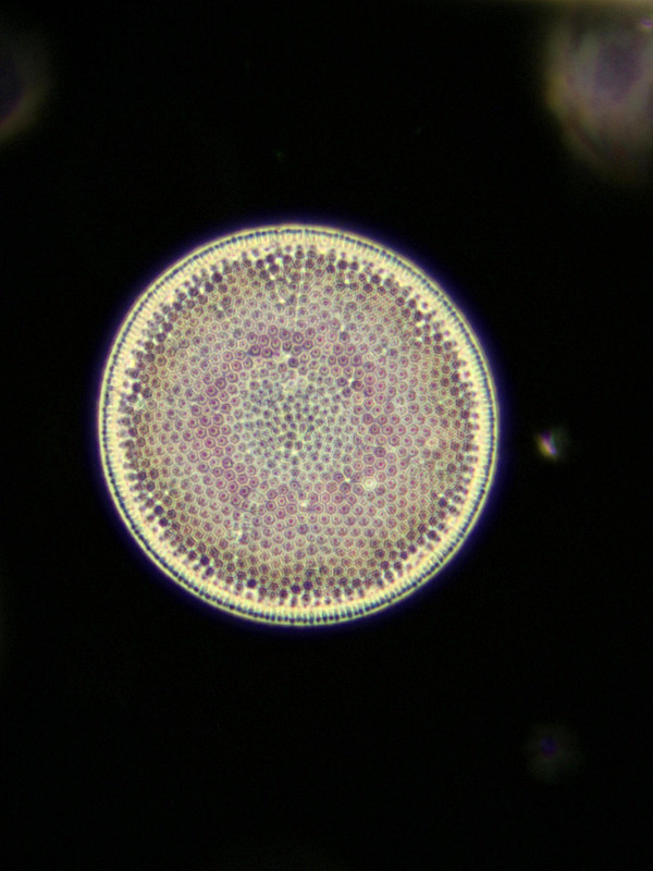 46µm