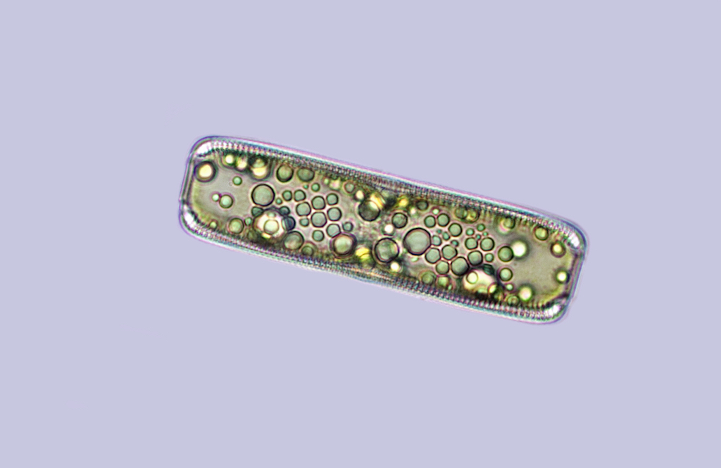 Diatom4.jpg