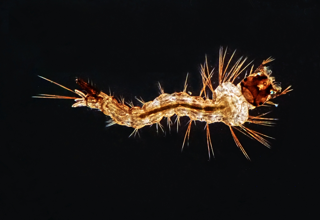 larva-3-web.jpg