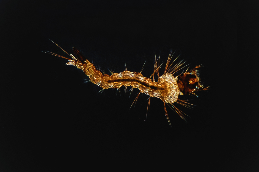 larva-2-web.jpg