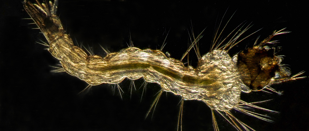 mosaic-web-larva.jpg