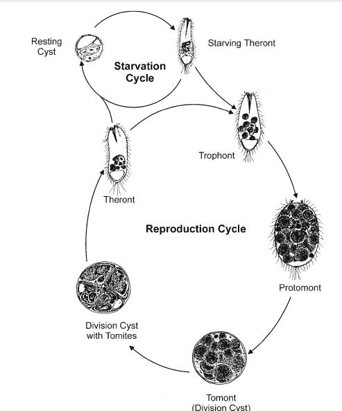 Holophrya aklitophon life cycle.jpg