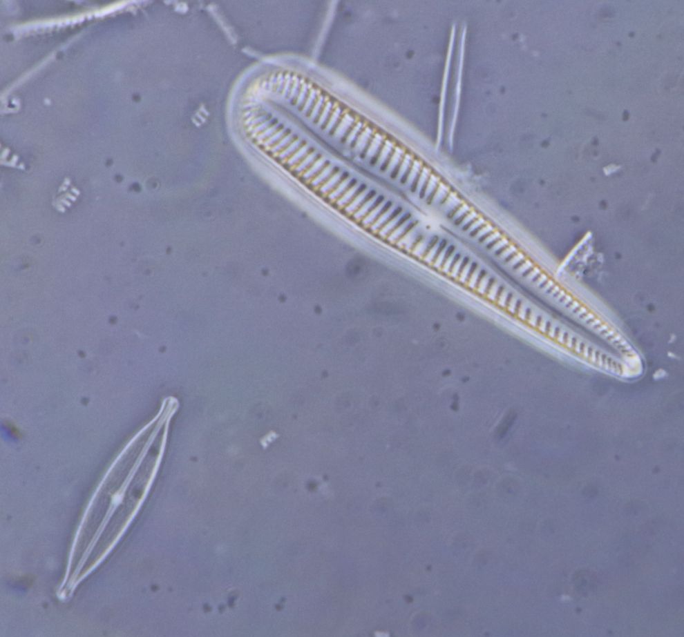 Single frame strew diatoms 2.jpg