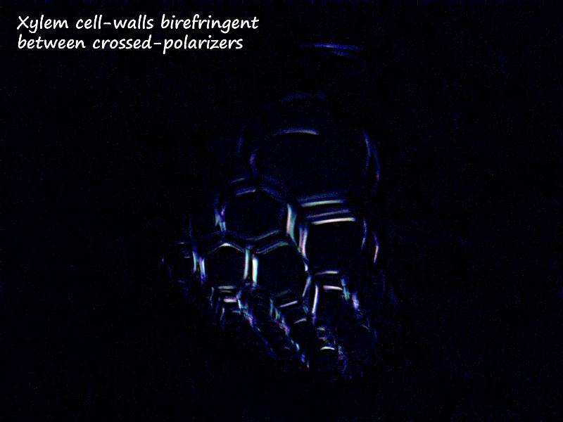 ws_xylem_polarized_birefringence.jpg