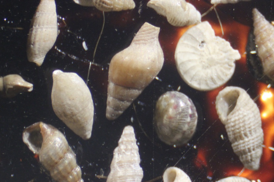 Micro-Shells from PI.jpg