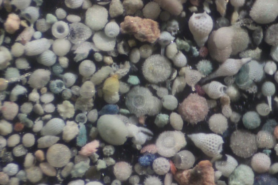 Sand and Radiolaria from Bermuda.jpg