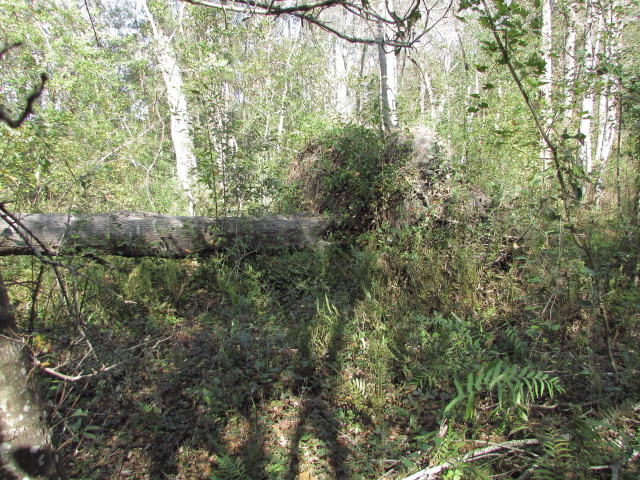 Some Hurricane Michael Damage 005.jpg