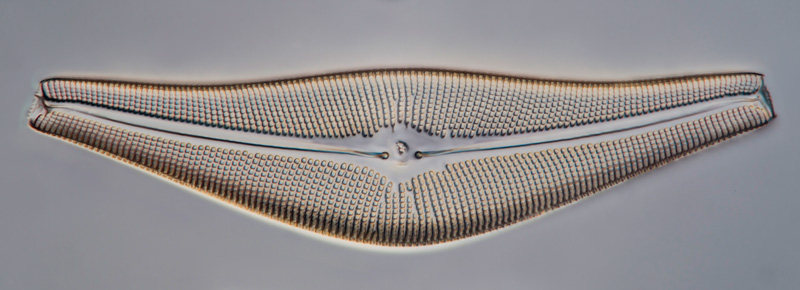 diatom.jpg