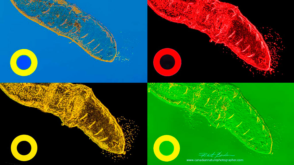 Rheinberg_filters_comparision.jpg