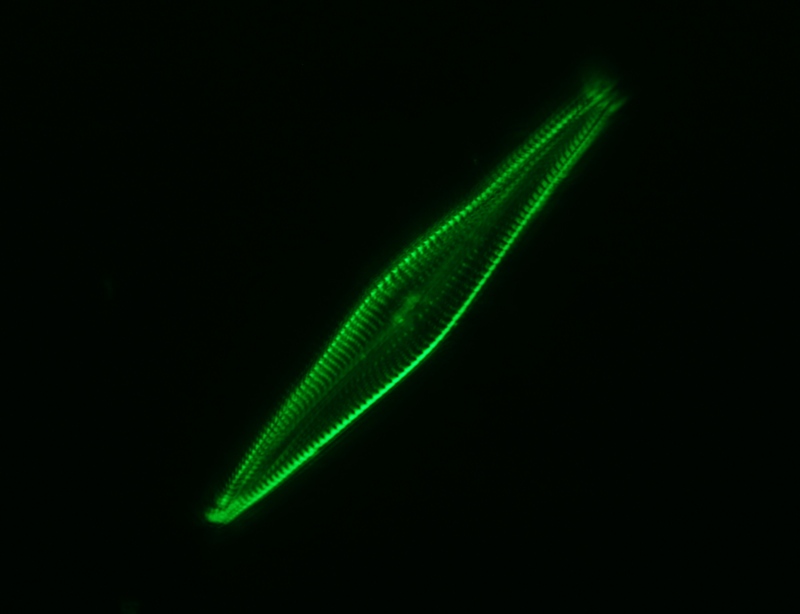 70um diatom, 100X1.3 oil, ISO-200, F-5.6.jpg