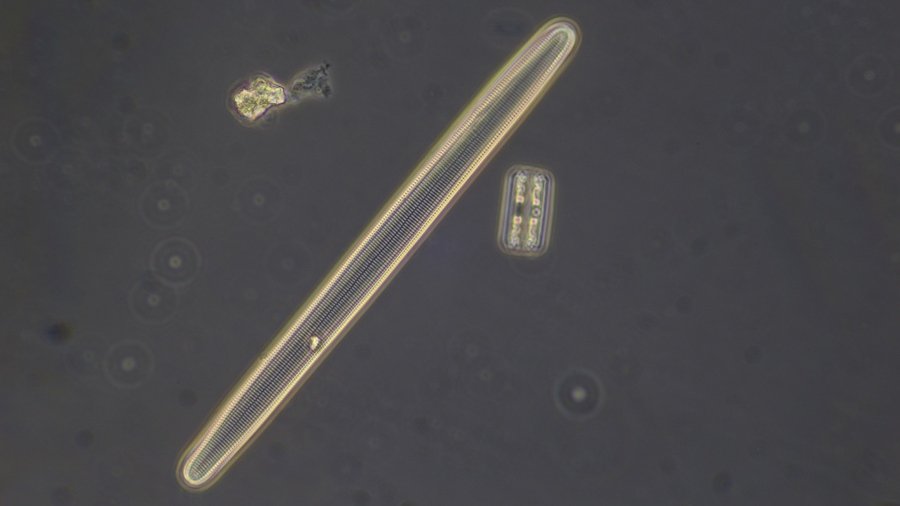 long diatom and Grammatophora (2).JPG