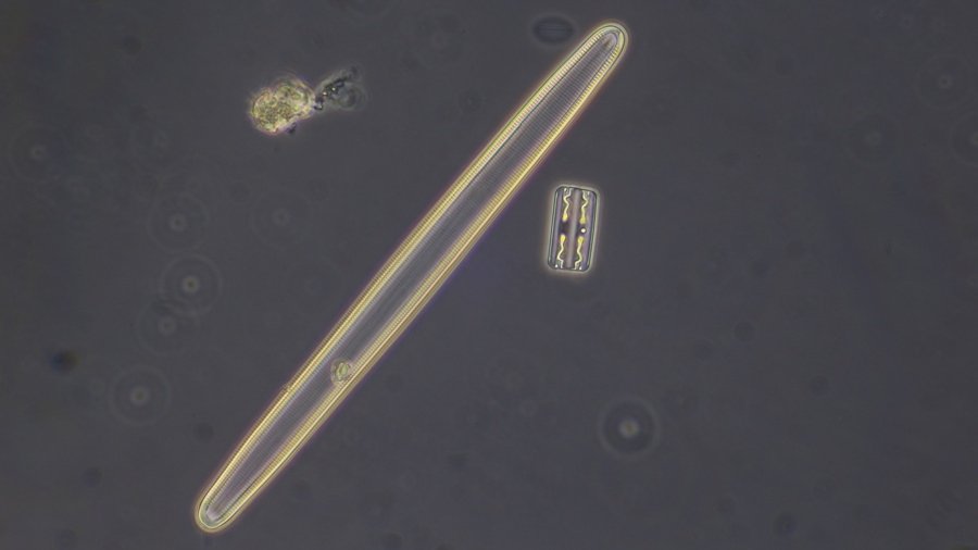 long diatom and Grammatophora (1).JPG