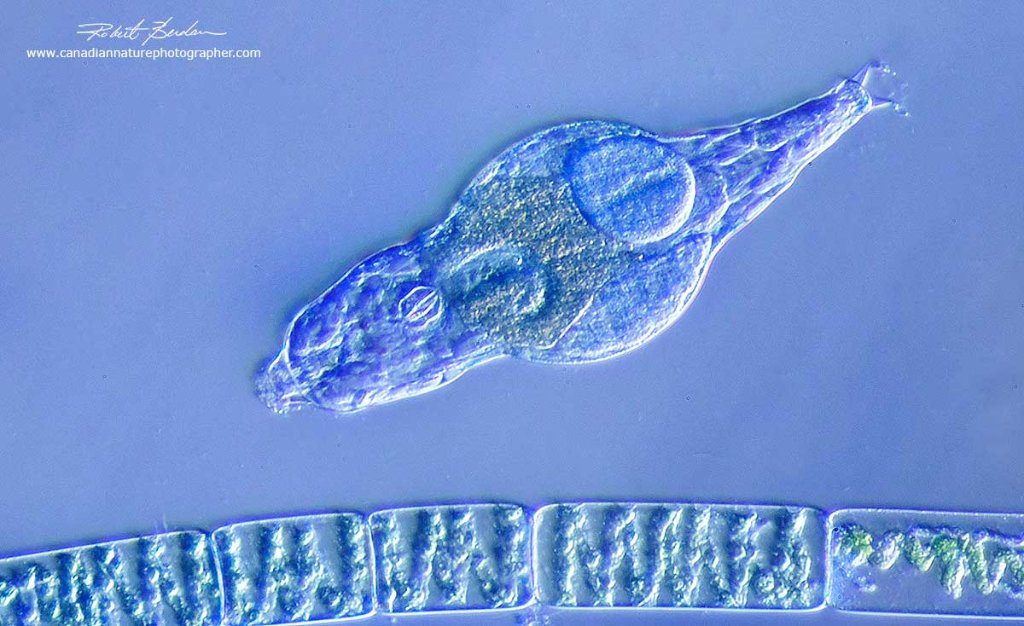 rotifer_DSC_0210.jpg