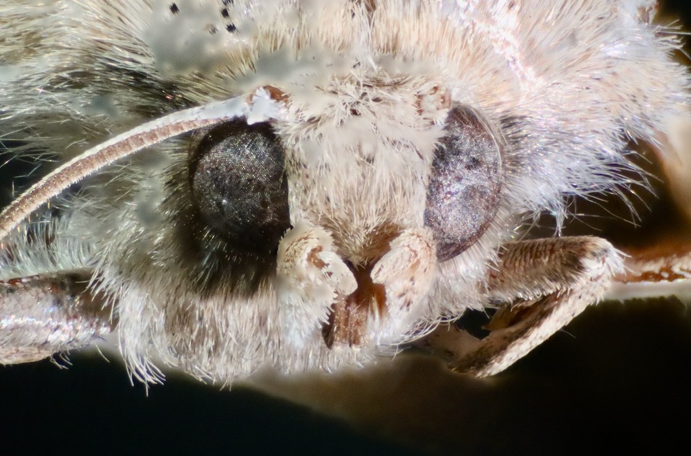 moth 2.jpeg
