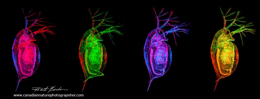 Dancing Daphnia photographed with different Rheinberg filters