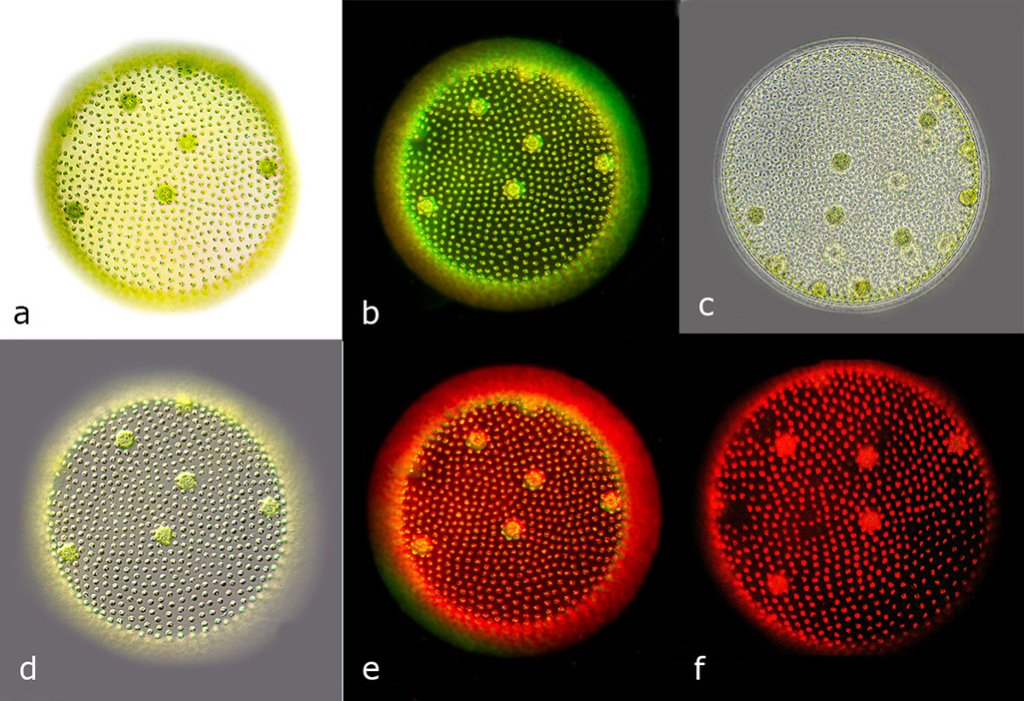 Volvoz - Brightfield, Darkfield, Phase contrast, DIC, Rheinberg and Epi-fluorescence