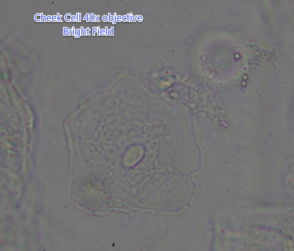 Cheek Cell T720Q 40x Bright field