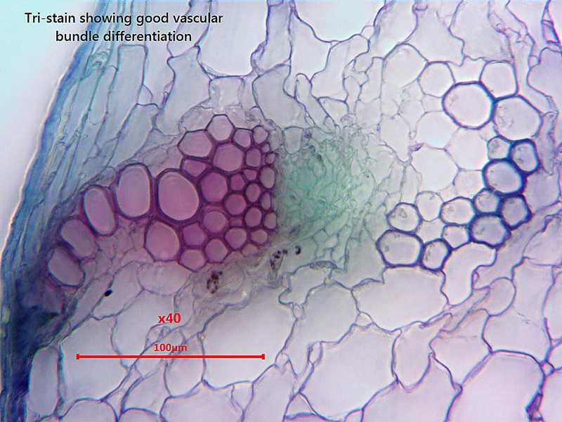 fully-stained vascular bundle