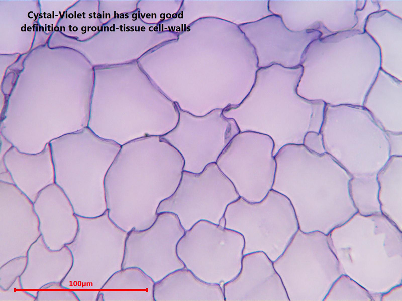Oops! - here's the correct ground-tissue image!
