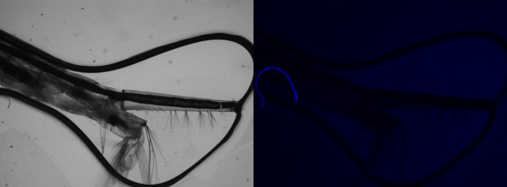 mosquito larva tail.jpg