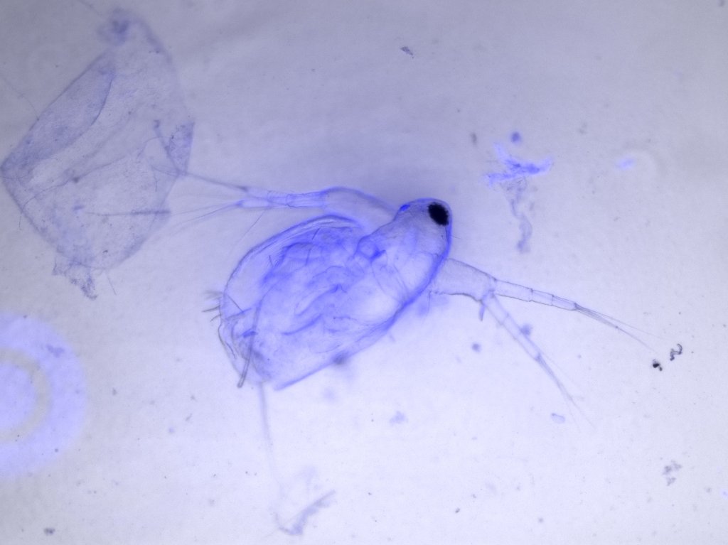 daphnia fluoro + bf_c1+2.jpg