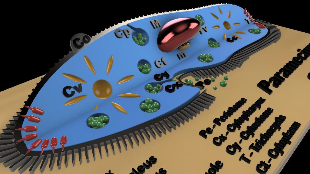 paramecium v31 2.jpg