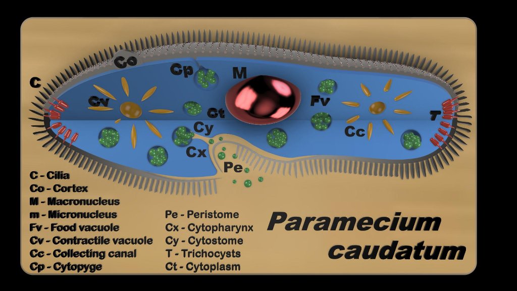 paramecium v31 1.jpg