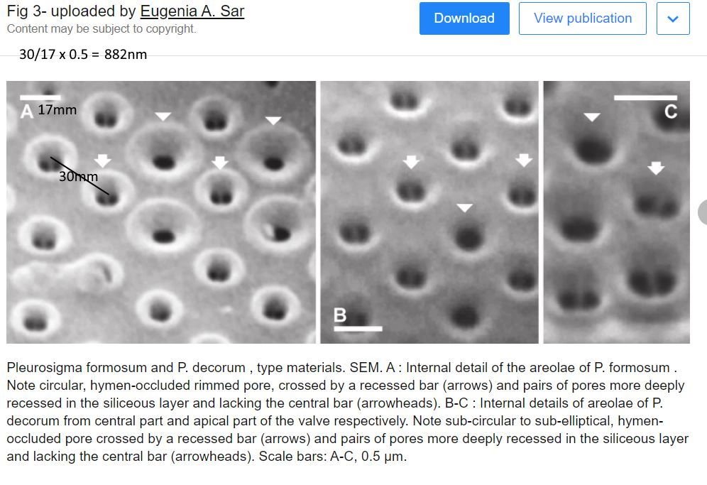 Pleurosigma_pores.JPG