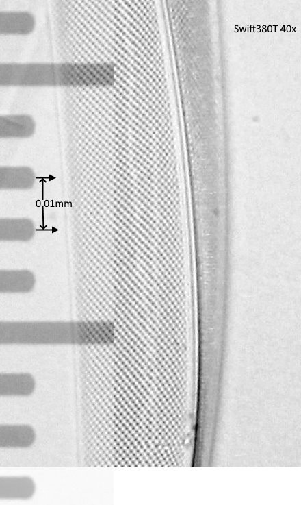 Swift_Pleurosigma1_+scale.jpg