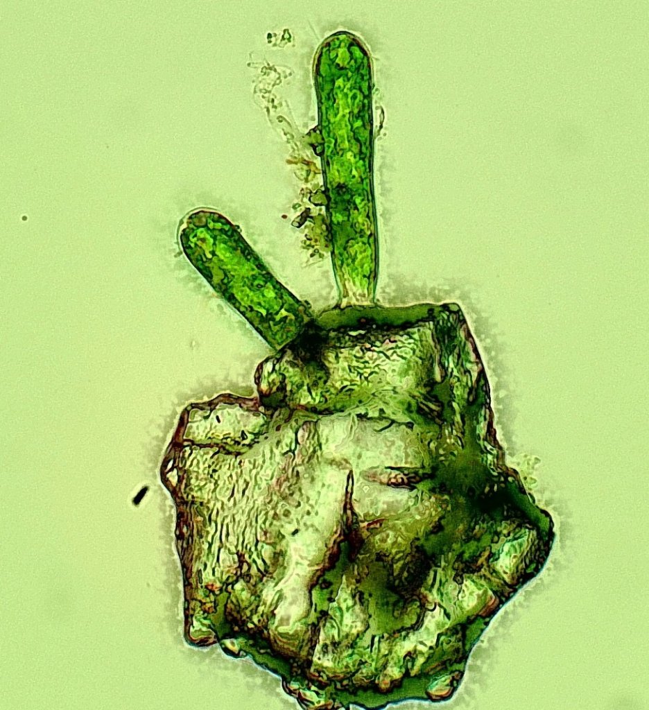 Algae on a grain of sand.jpg