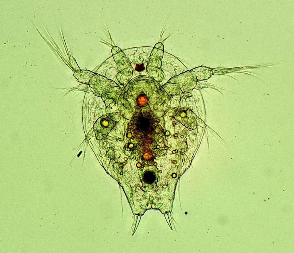 Copepod.jpg