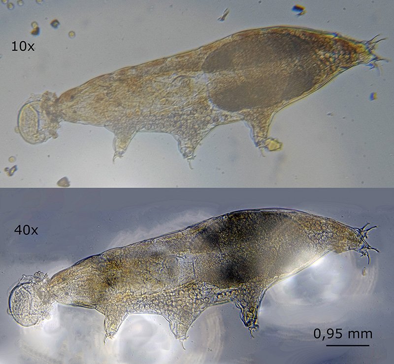 Milnesium tardigrade eating a rotifer