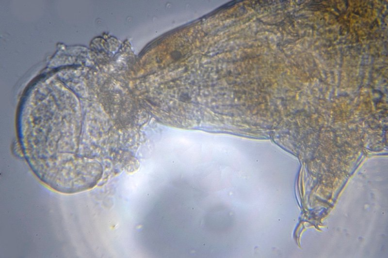 Milnesium tardigrade eating a rotifer