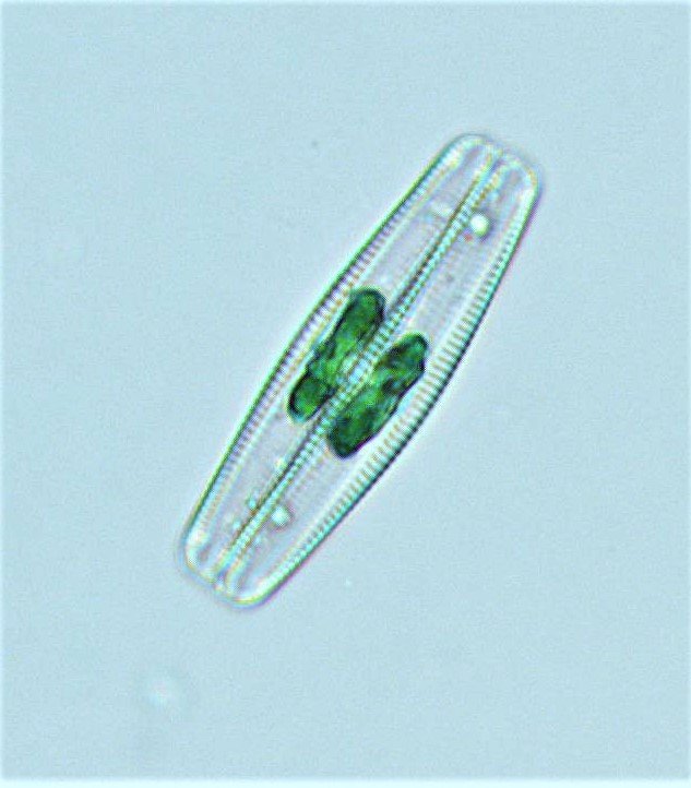 diatom 1 white rgb 1-4-21.jpg