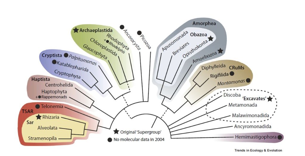 Eukaryote Tree.JPG