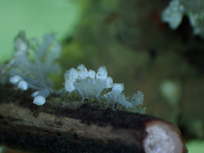 Possibly Physcia.adscendens...