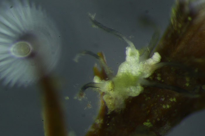 Strange creature on old moss