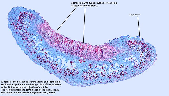 2micron lichen section (10)_stitch.jpeg