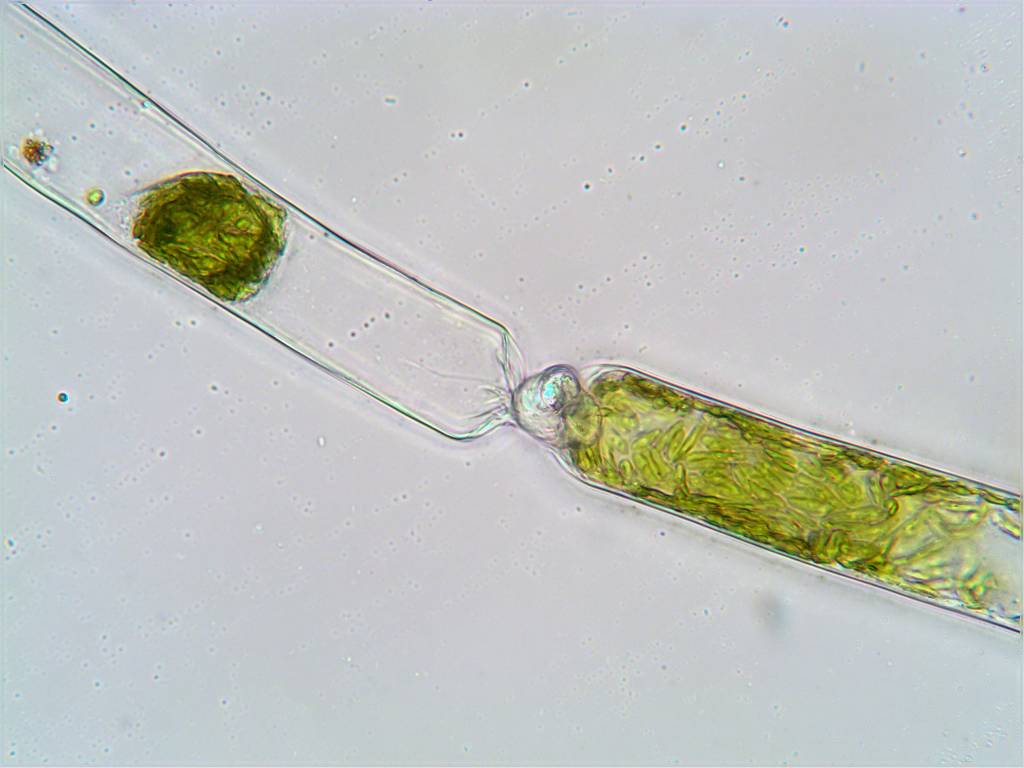8 image algae stack small.jpg