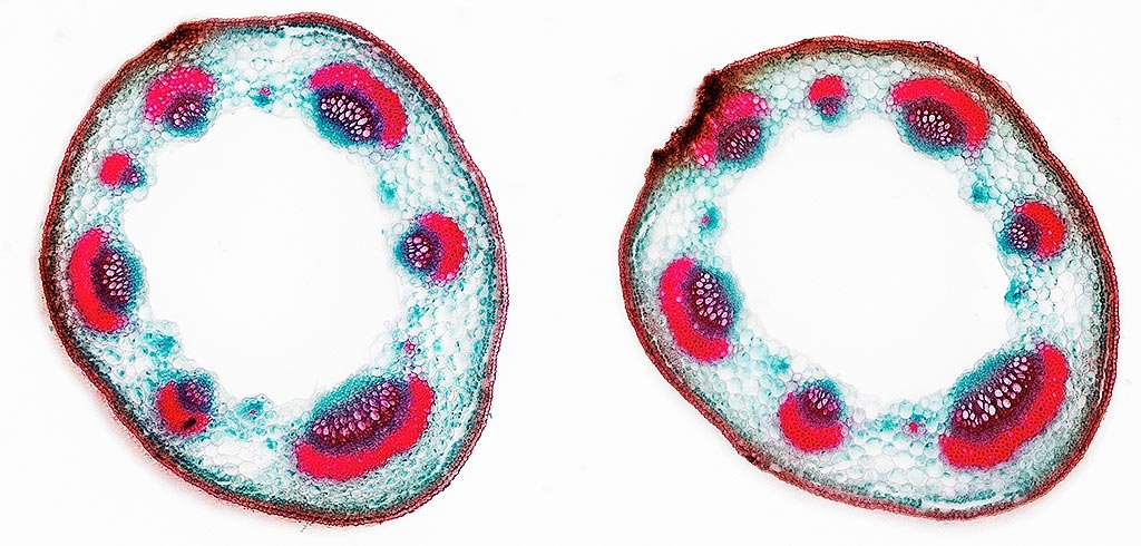 lupine stem x-section.jpg